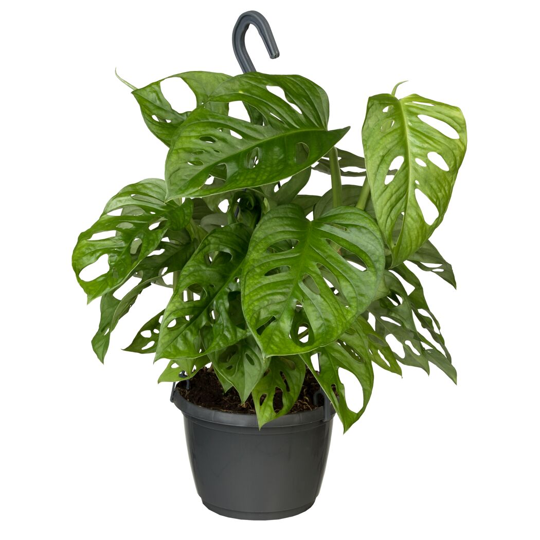 Monstera Monkey Leaf in schwarzem Ampeltopf