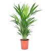 Areca-Palme im Topf