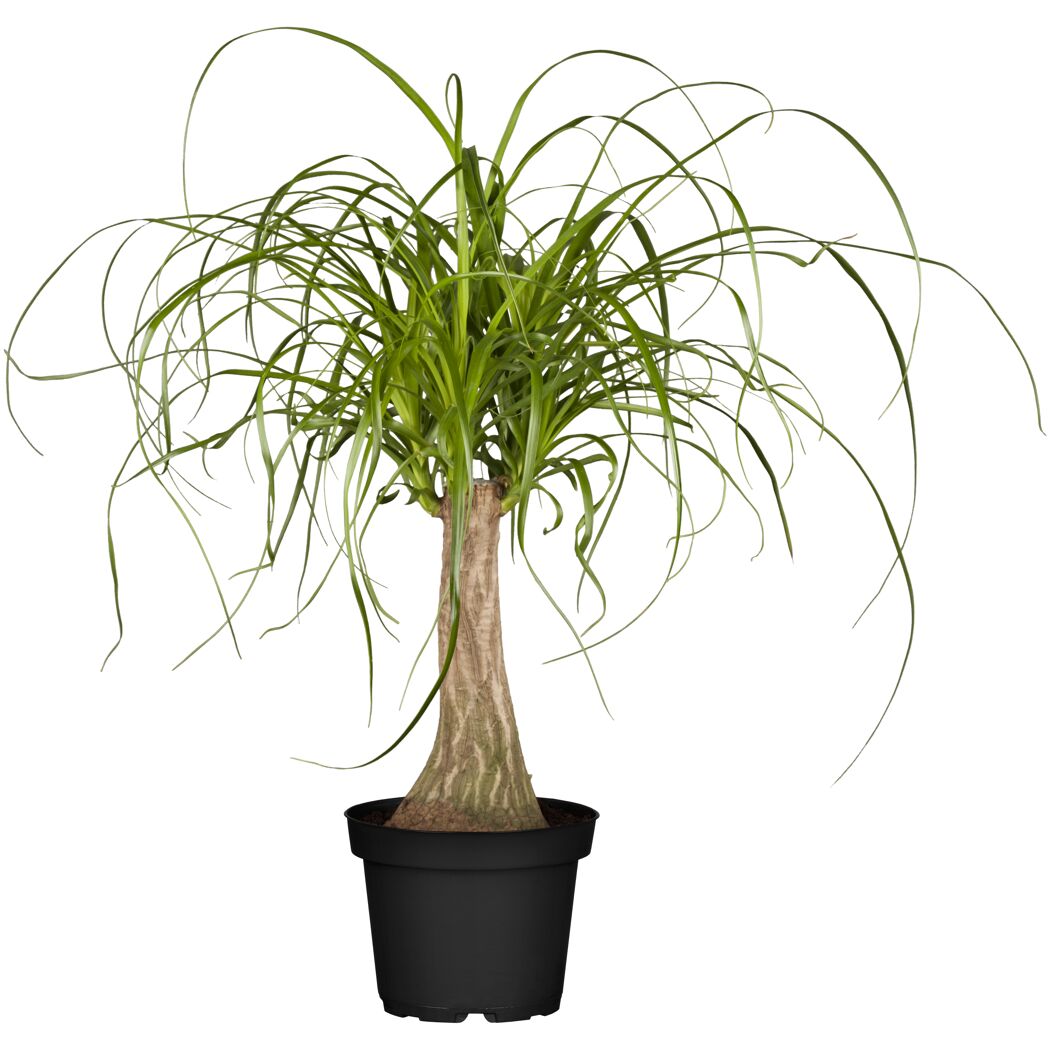 Elefantenfuß 19 cm Topf