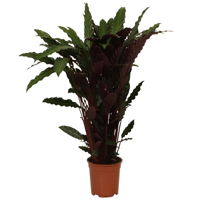 Luftverbesserer Calathea verschiedene Sorten 19 cm Topf