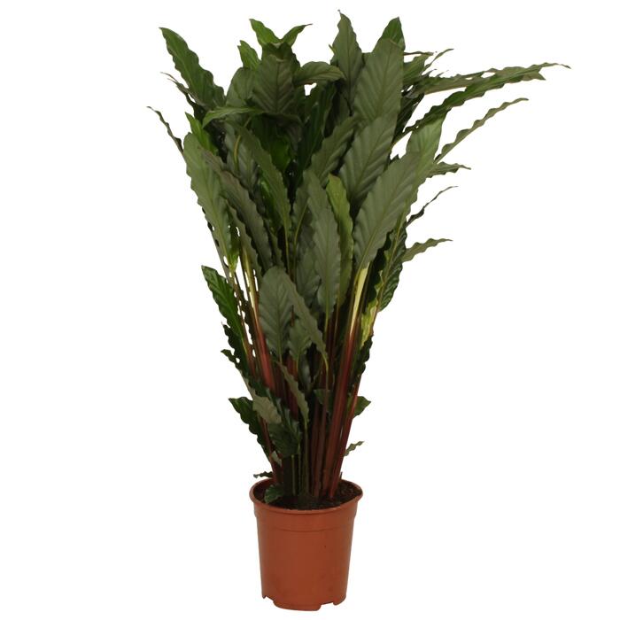 Luftverbesserer Calathea verschiedene Sorten 19 cm Topf