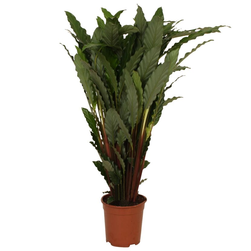 Calathea verschiedene Sorten 19 cm Topf