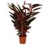 Calathea verschiedene Sorten 19 cm Topf