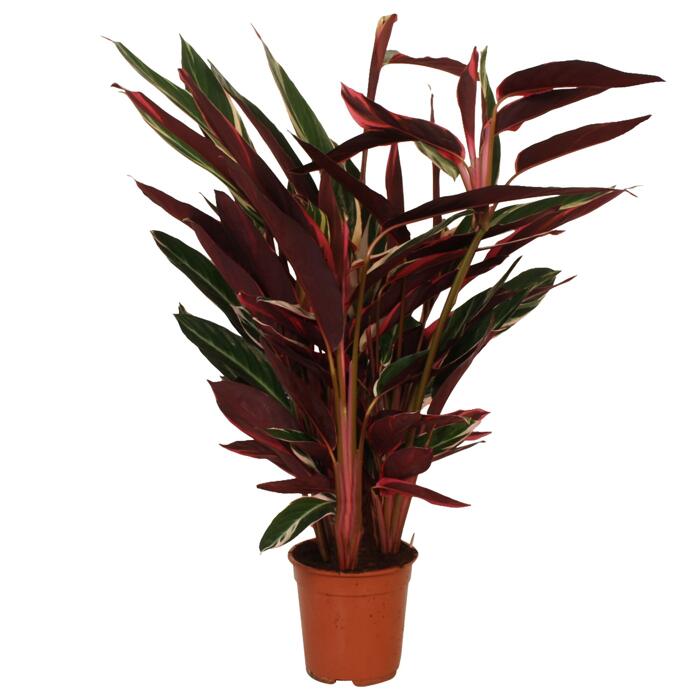 Luftverbesserer Calathea verschiedene Sorten 19 cm Topf