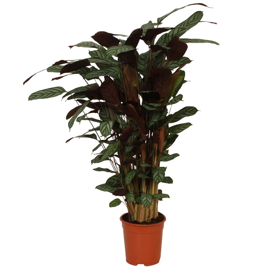 Calathea verschiedene Sorten 19 cm Topf