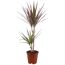 Drachenbaum 'Marginata' verschiedene Farben 17 cm Topf
