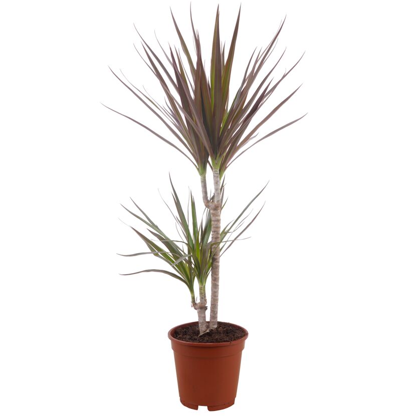 Drachenbaum 'Marginata' verschiedene Farben 17 cm Topf