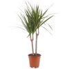 Drachenbaum 'Marginata' verschiedene Farben 17 cm Topf