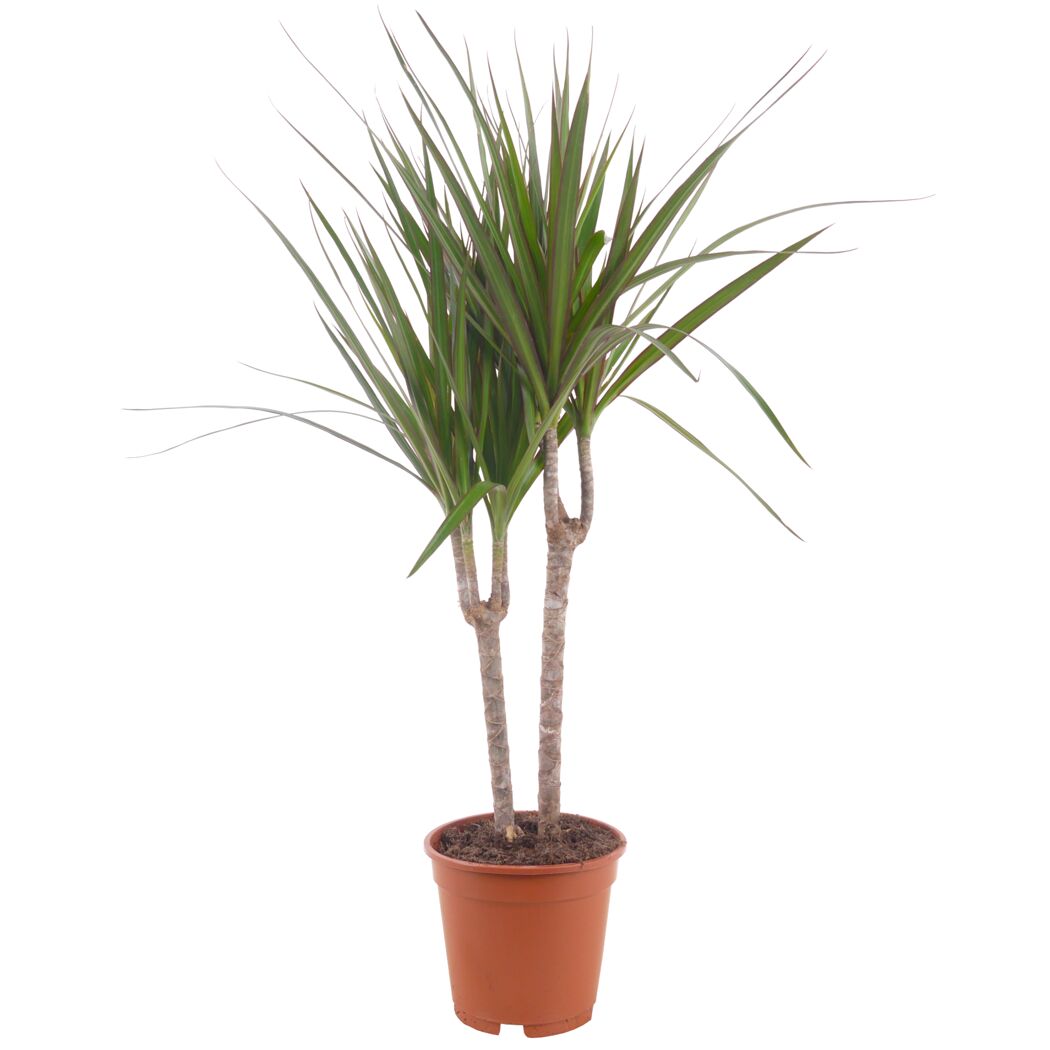 Drachenbaum 'Marginata' verschiedene Farben 17 cm Topf