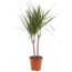 Drachenbaum 'Marginata' verschiedene Farben 17 cm Topf