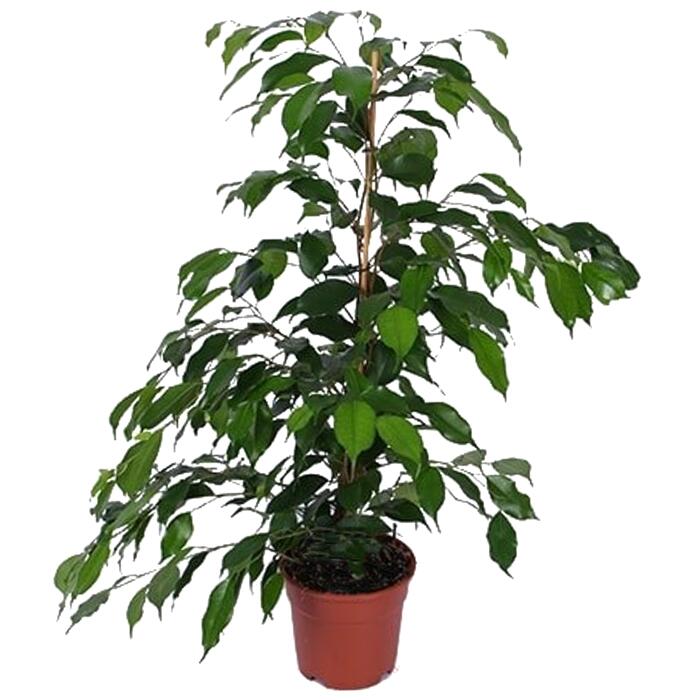 Luftverbesserer Birkenfeige 17 cm Topf