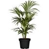 Kentiapalme 17 cm Topf