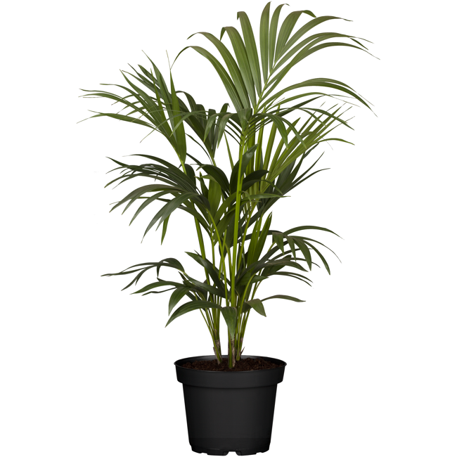 Bild von Kentiapalme 17 cm Topf