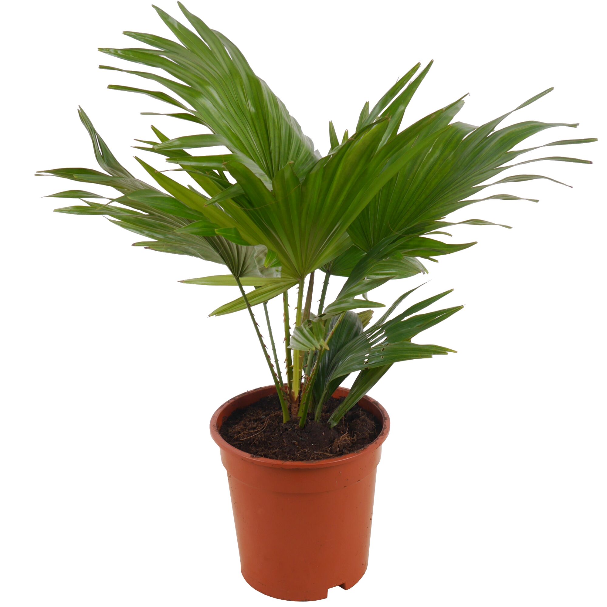 Livistona Zimmerpflanze im Topf