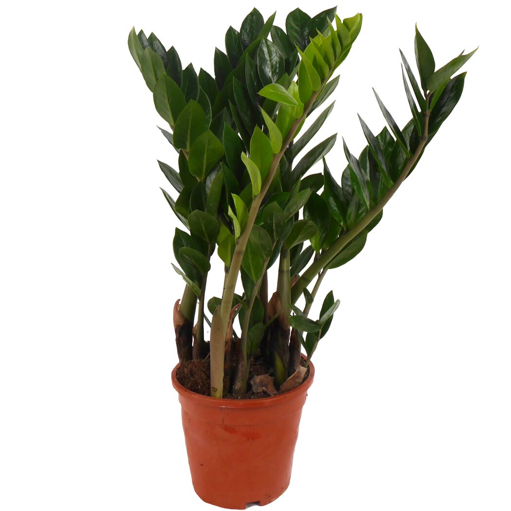 Glücksfeder 17 cm Topf
