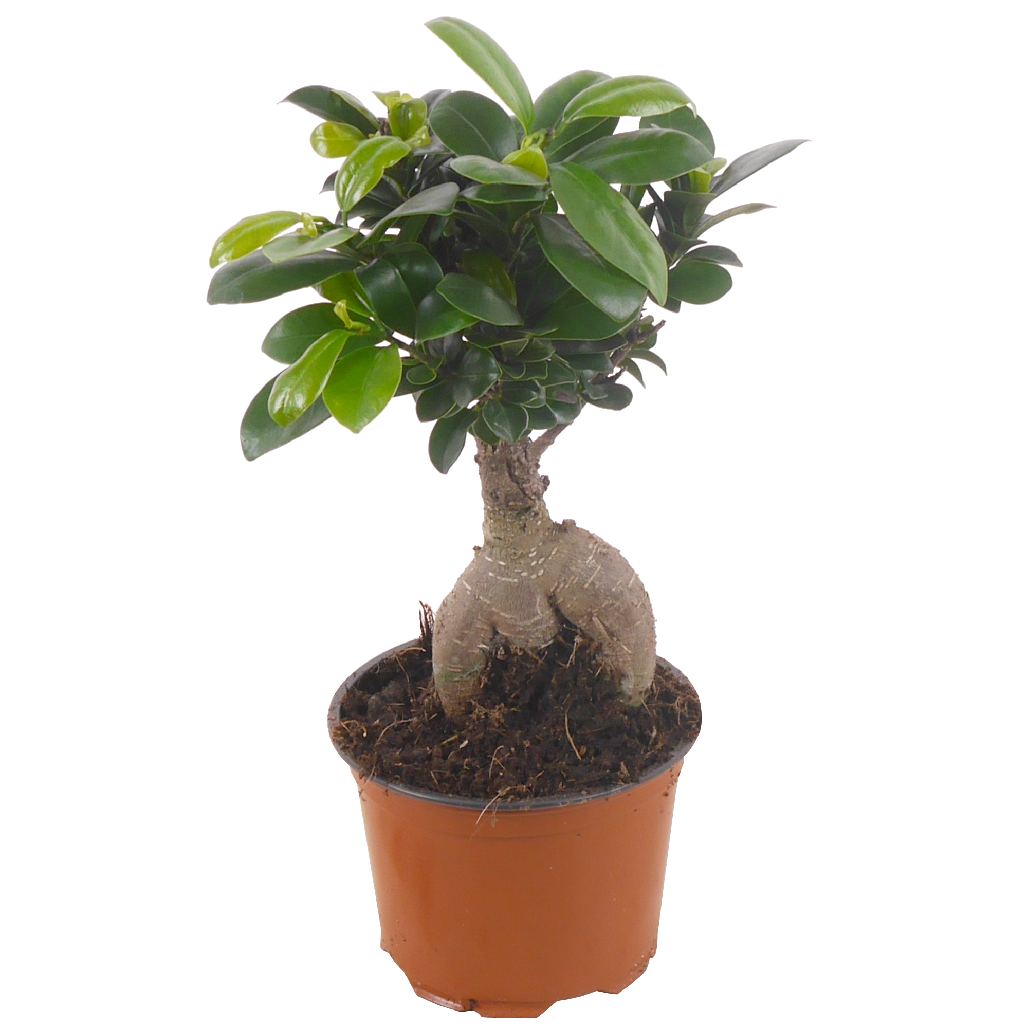 Luftverbesserer Zimmerbonsai Ficus 'Ginseng' 12 cm Topf + product picture