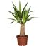 Yucca-Palme im Topf