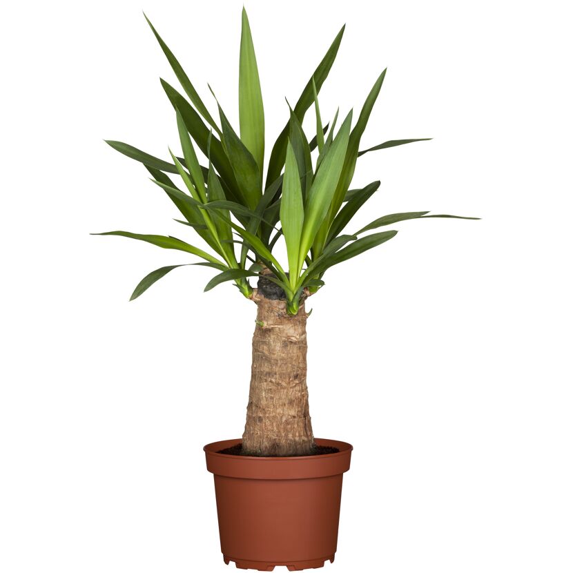 Yucca-Palme im Topf