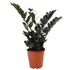 Zamioculcas Raven Glücksfeder in Topf