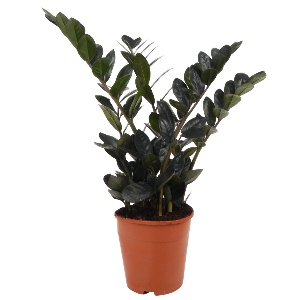 Zamioculcas Raven Glücksfeder in Topf