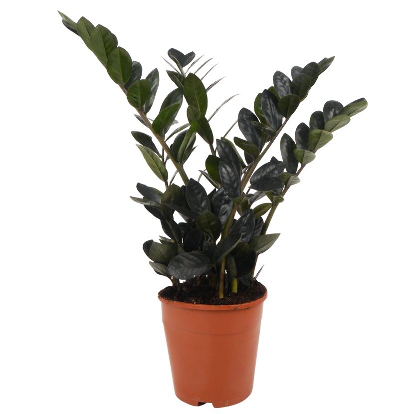 Zamioculcas Raven Glücksfeder in Topf