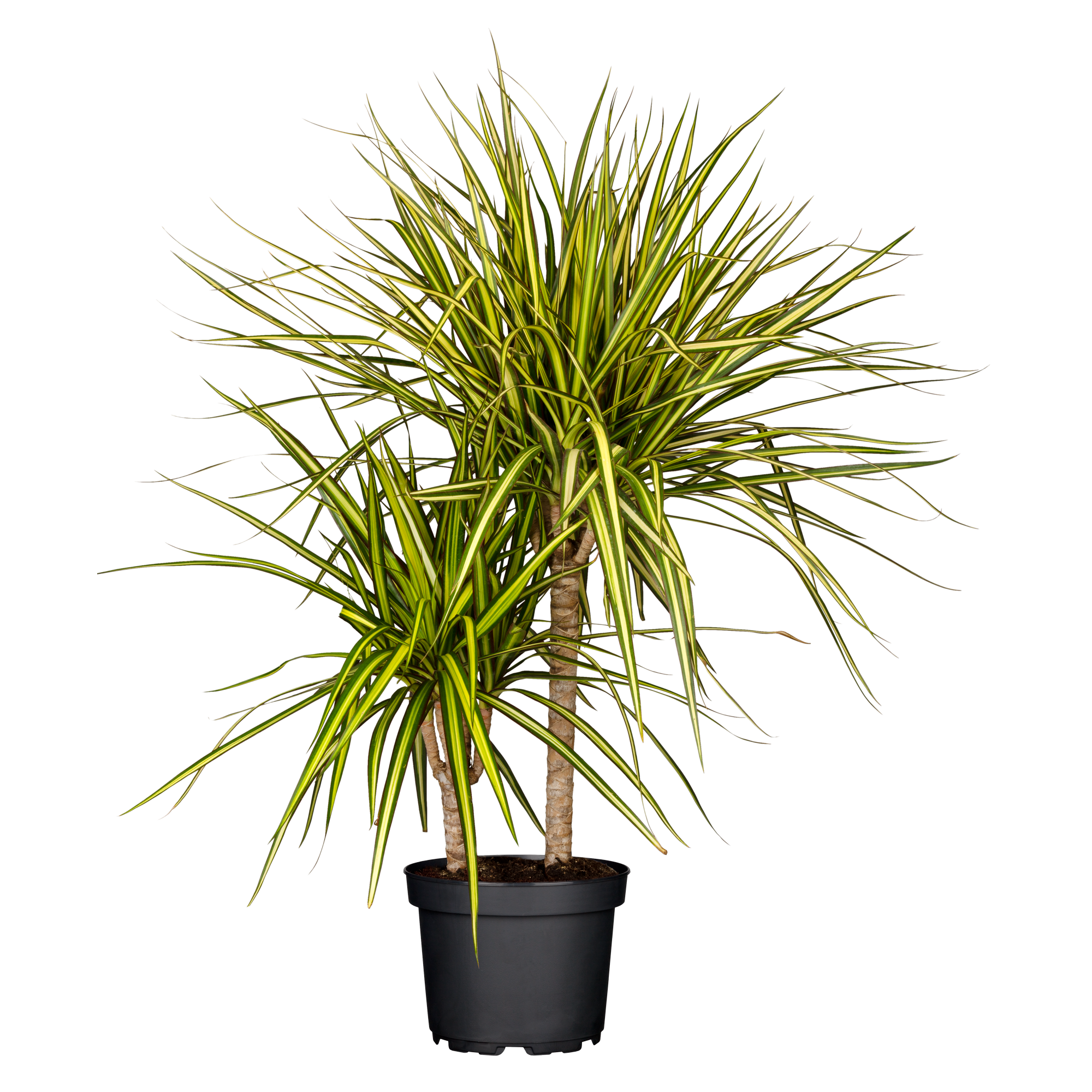 Drachenbaum 'Sunray' 2er-Tuff 17 cm Topf