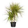 Drachenbaum 'Sunray' 2er-Tuff 17 cm Topf