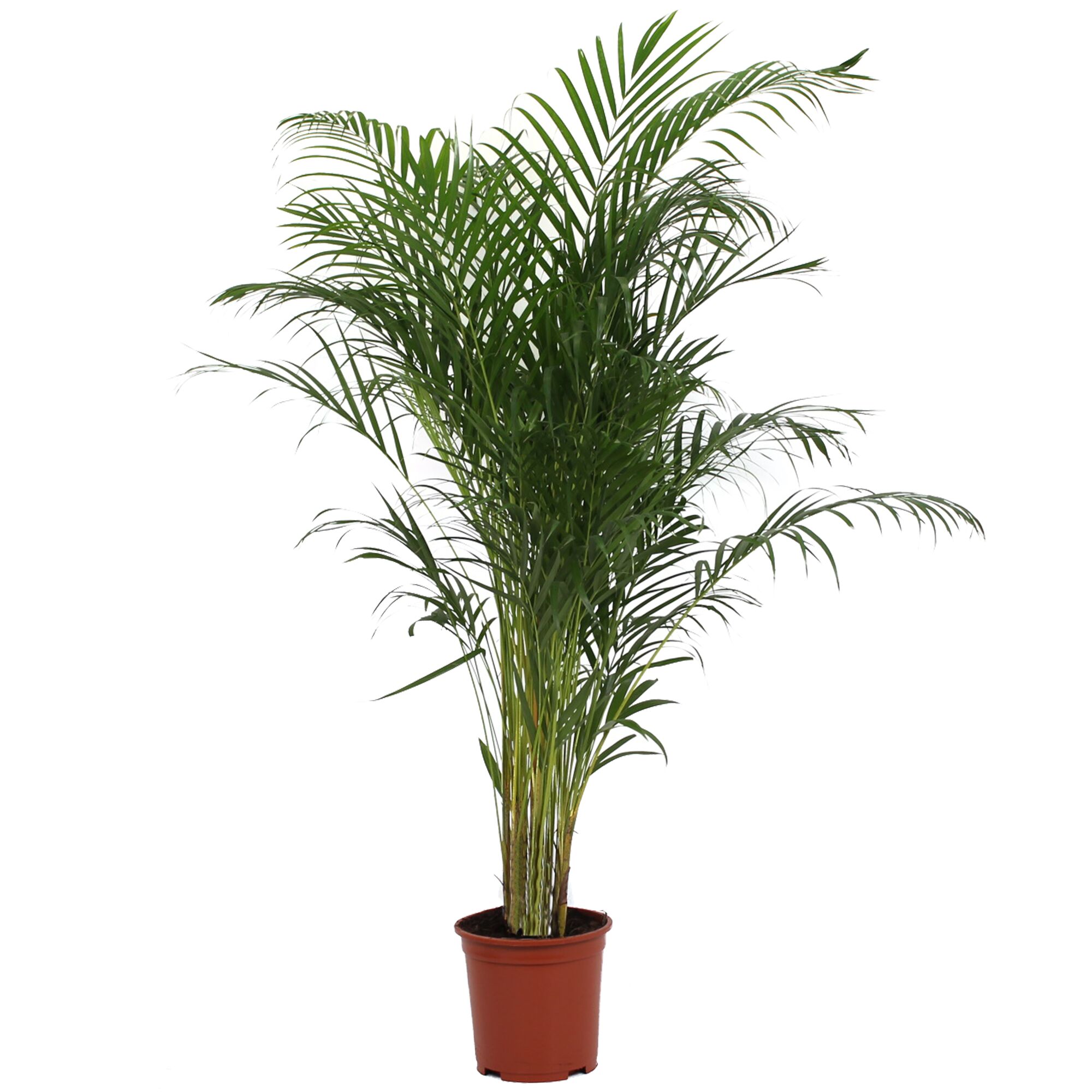 Grüne Palme im Topf