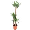 Yucca-Palme im Topf