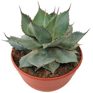 Agaven-Mix 25 cm Topf