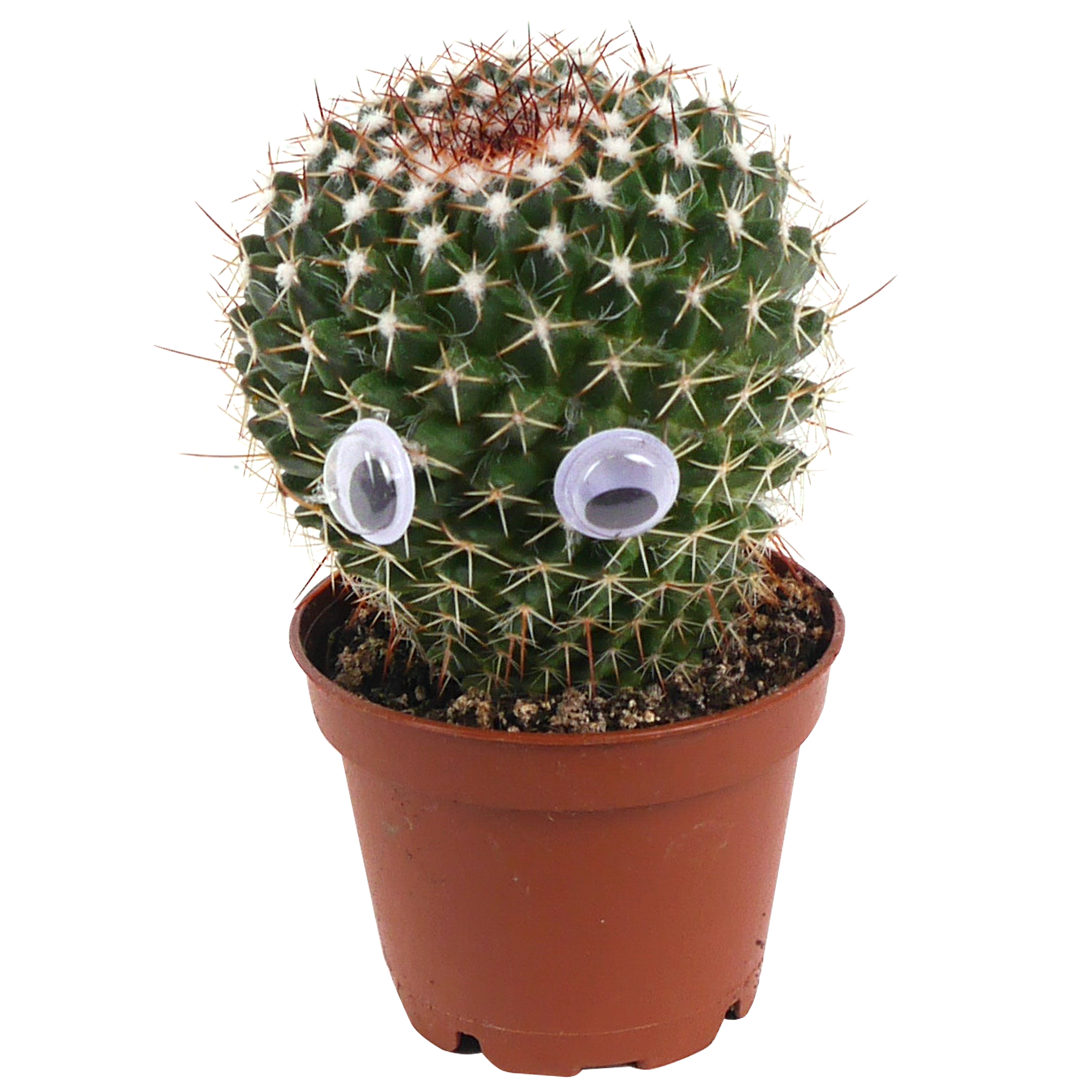 Kakteen, Tillandsien & Bonsai online bestellen toom Baumarkt