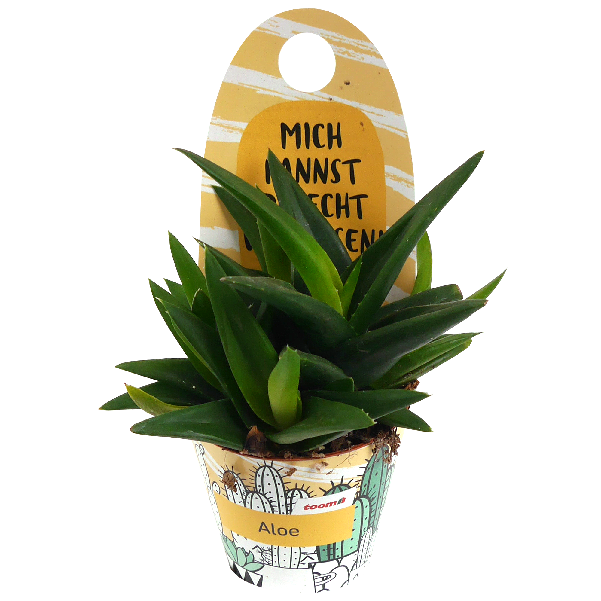 Aloe-Mix 6 cm Topf + product picture