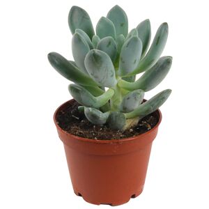 Crassula verschiedene Sorten 6 cm Topf