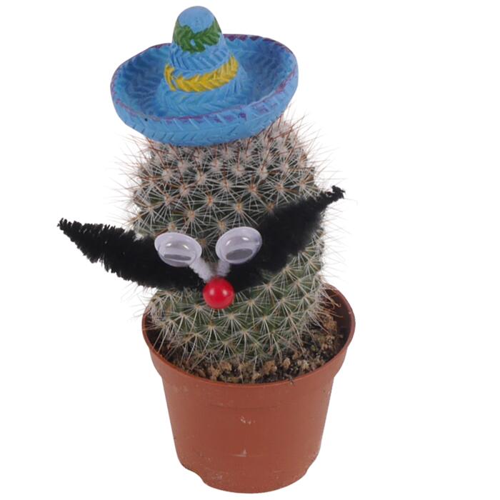 Kakteen mit Augen und Sombrero, verschiedene Sorten 6 cm Topf