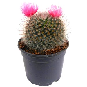 Kaktus mit Trockenblume 9 cm Topf