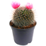 Verkleinertes Bild von Kaktus mit Trockenblume 9 cm Topf