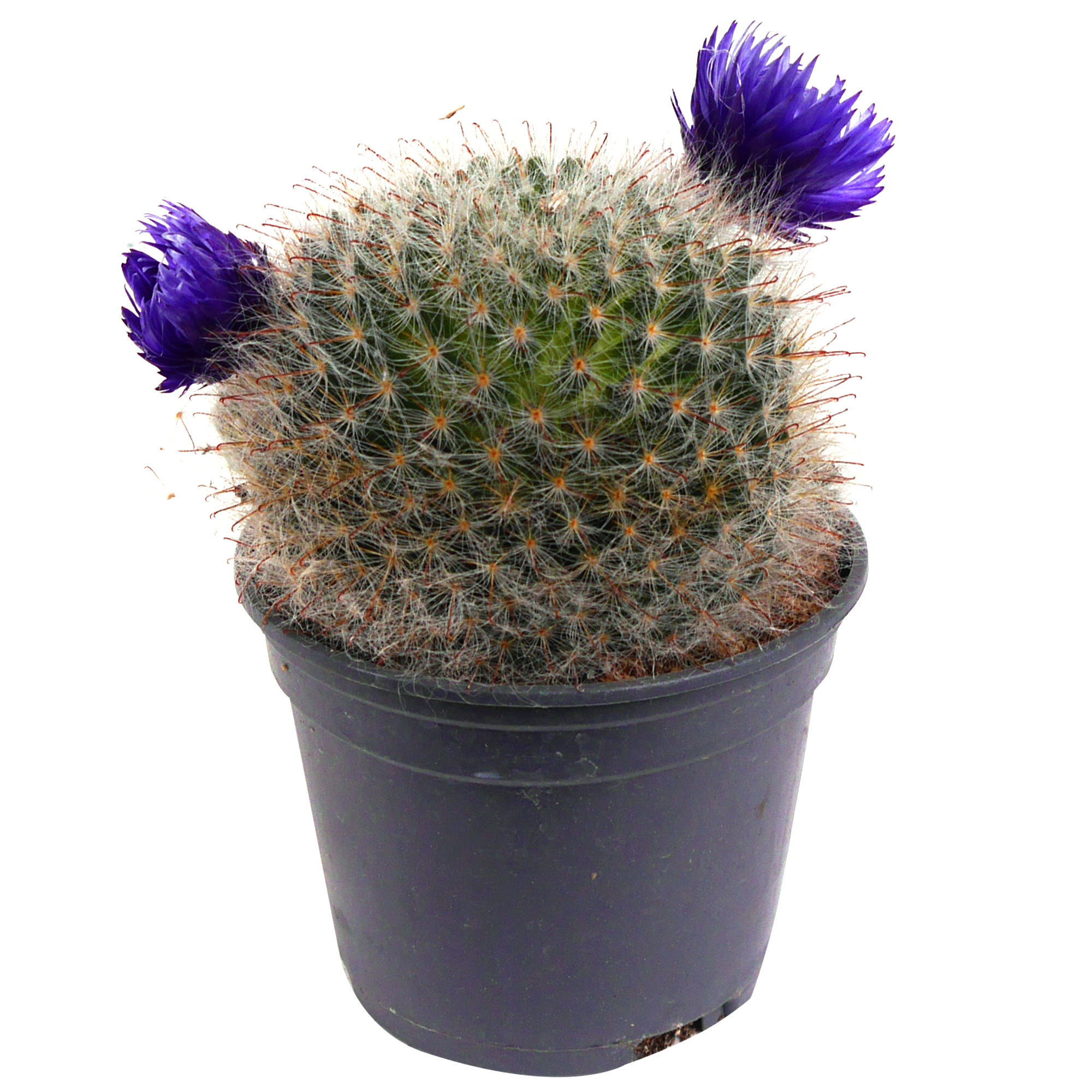 Kaktus mit Trockenblume 9 cm Topf + product picture