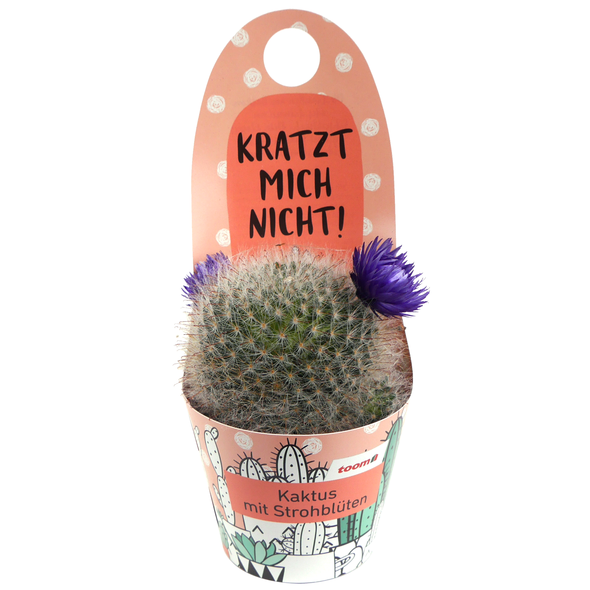 Kaktus mit Trockenblume 9 cm Topf + product picture