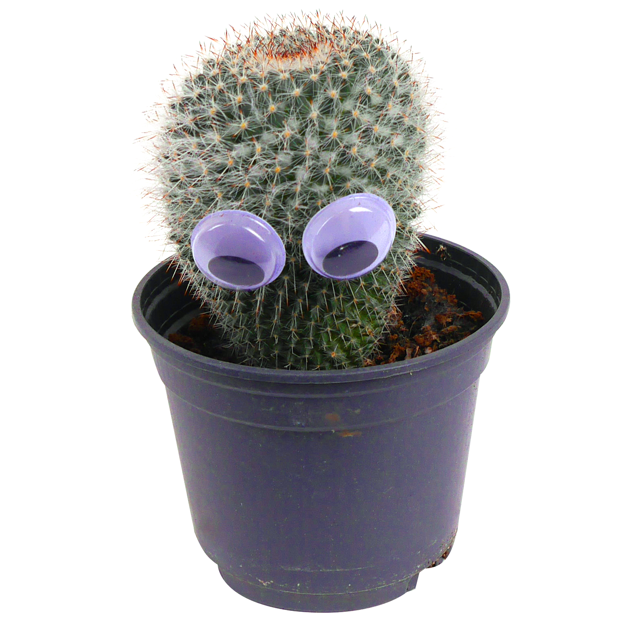 Kaktus mit Augen 9 cm Topf + product picture