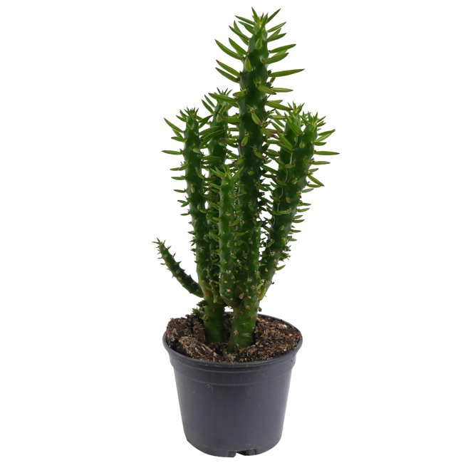 Bild von Opuntia subulata monstrosa 9 cm Topf