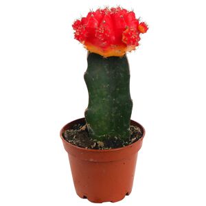 Kaktus verschiedene veredelte Sorten 9 cm Topf