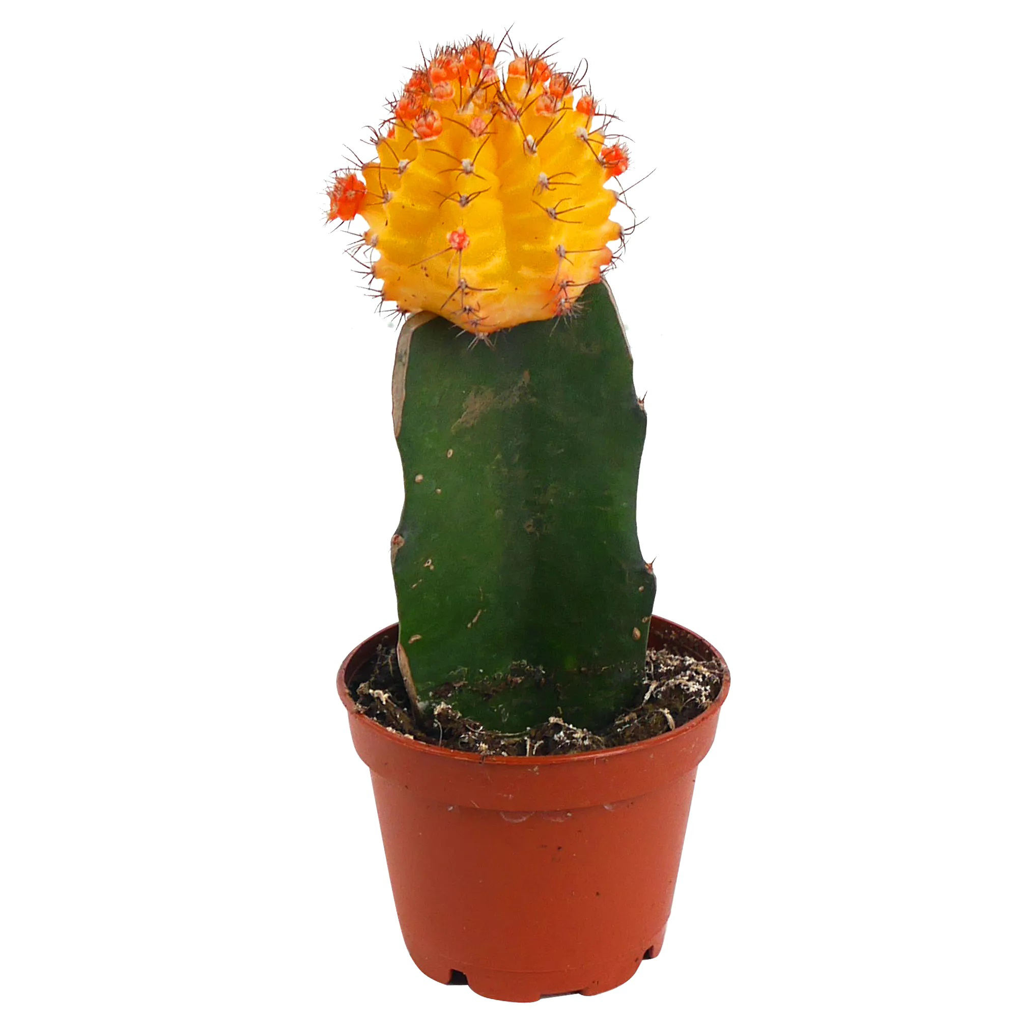Kaktus verschiedene veredelte Sorten 9 cm Topf + product picture