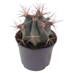 Kaktus 9 cm Topf