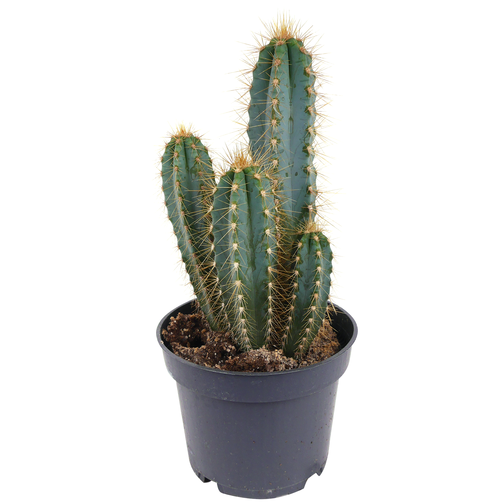Kaktus 12 cm Topf + product picture