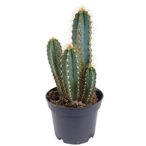 Kaktus 12 cm Topf