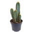 Verkleinertes Bild von Kaktus 12 cm Topf