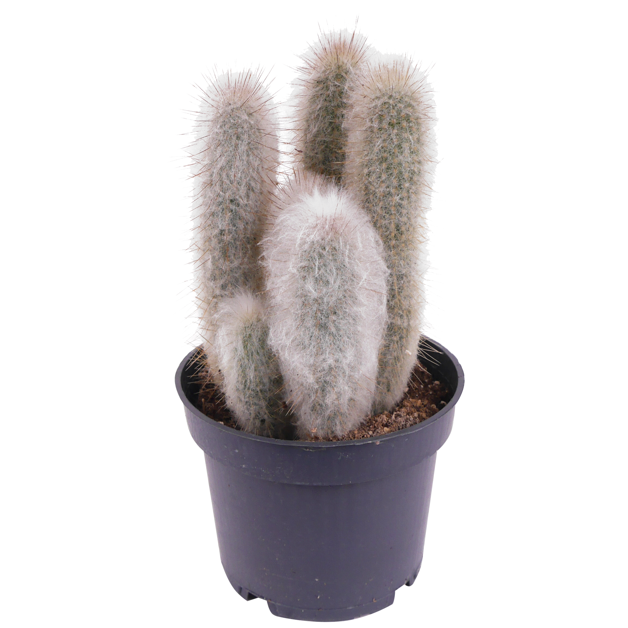 Kaktus 12 cm Topf + product picture