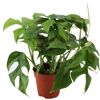 Monstera Minima Fensterblatt im Topf