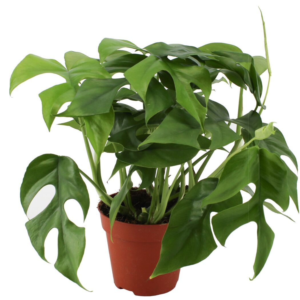 Monstera Minima Fensterblatt im Topf