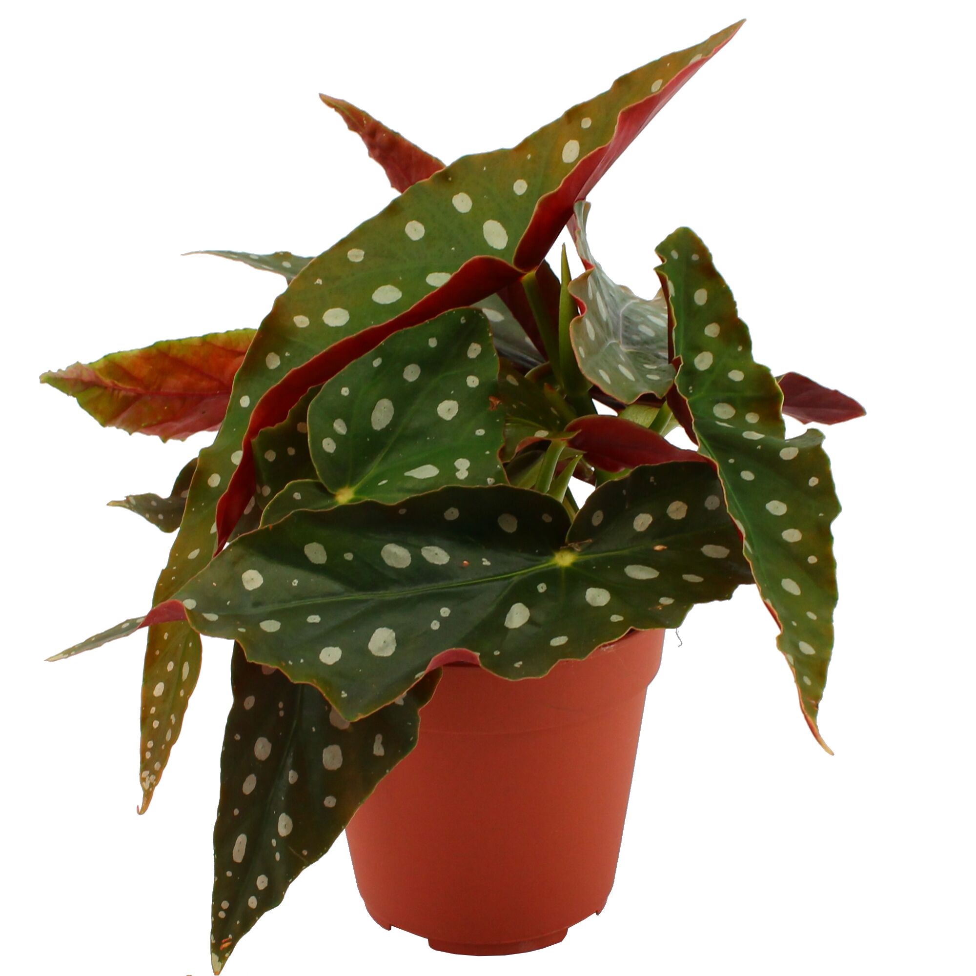 Topfpflanze mit gepunkteten Blättern